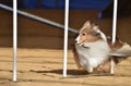 Shetland Sheepdog (Sheltie) at a Dog Agility Trial Royalty Free Stock Photo