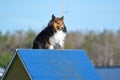 Shetland Sheepdog (Sheltie) at Dog Agility Trial Royalty Free Stock Photo