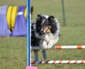 Shetland Sheepdog (Sheltie) at Dog Agility Trial Royalty Free Stock Photo