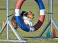 Shetland Sheepdog (Sheltie) at Dog Agility Trial