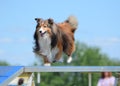 Shetland Sheepdog (Sheltie) at Dog Agility Trial Royalty Free Stock Photo