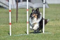 Shetland Sheepdog (Sheltie) at Dog Agility Trial Royalty Free Stock Photo