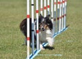 Shetland Sheepdog (Sheltie) at Dog Agility Trial Royalty Free Stock Photo