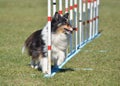 Shetland Sheepdog (Sheltie) at Dog Agility Trial Royalty Free Stock Photo