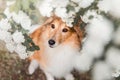 Shetland Sheepdog. Sheltie Dog. Pet photo. Dog outdoor Royalty Free Stock Photo