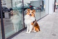 Shetland Sheepdog. Sheltie Dog. Pet photo. Dog outdoor Royalty Free Stock Photo