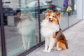 Shetland Sheepdog. Sheltie Dog. Pet photo. Dog outdoor Royalty Free Stock Photo