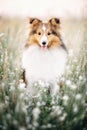 Shetland Sheepdog. Sheltie Dog. Pet photo. Dog outdoor Royalty Free Stock Photo