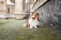 Shetland Sheepdog. Sheltie Dog. Pet photo. Dog outdoor Royalty Free Stock Photo