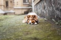 Shetland Sheepdog. Sheltie Dog. Pet photo. Dog outdoor Royalty Free Stock Photo