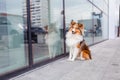 Shetland Sheepdog. Sheltie Dog. Pet photo. Dog outdoor Royalty Free Stock Photo