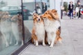 Shetland Sheepdog. Sheltie Dog. Pet photo. Dog outdoor Royalty Free Stock Photo