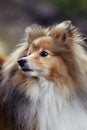 Shetland Sheepdog Sheltie sable little dog portrait Royalty Free Stock Photo