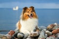 shetland sheepdog, sheltie sitting on the rock beach on the seaside Royalty Free Stock Photo