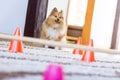 Shetland Sheepdog Sits In Front Of A Obstracle Course At Home