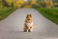 Shetland Sheepdog sits on a street Royalty Free Stock Photo