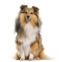 Shetland Sheepdog sitting in front of a white background Royalty Free Stock Photo