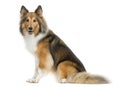 Shetland Sheepdog sitting Royalty Free Stock Photo