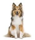 Shetland Sheepdog sitting Royalty Free Stock Photo