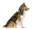 Shetland Sheepdog sitting Royalty Free Stock Photo