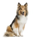 Shetland Sheepdog sitting Royalty Free Stock Photo