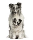 Shetland Sheepdog sitting with her puppy Royalty Free Stock Photo