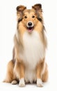 Shetland Sheepdog sitting and looking at the camera in front isolated of a white background