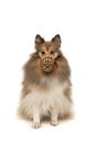 Shetland sheepdog sitting looking at the camera wearing a muzzle isolated on a white background Royalty Free Stock Photo