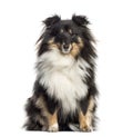 Shetland Sheepdog sitting 1.5 years old Royalty Free Stock Photo