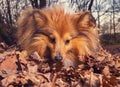 Shetland Sheepdog sniffs on foliage Royalty Free Stock Photo