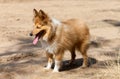 Shetland sheepdog stands on dirty track