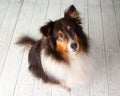 Shetland Sheepdog in Studio Portrait