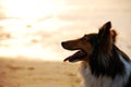 Shetland Sheepdog sunset Royalty Free Stock Photo