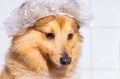 Shetland sheepdog under shower