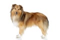 Shetland sheepdog on a white background