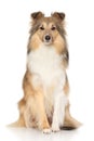 Shetland Sheepdog on white background