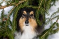 Shetland sheepdog winter portrait covered with christmas tree branchs Royalty Free Stock Photo