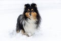 shetland sheepdog winter portrait in the forest with background of white snow Royalty Free Stock Photo