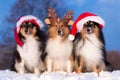 shetland sheepdog winter portrait with Santa hat and deer horns