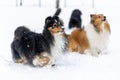 shetland sheepdog winter runningon fresh white snow Royalty Free Stock Photo