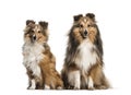 Shetland Sheepdog, 3 years and 6 months old Royalty Free Stock Photo