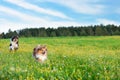 Shetland sheepdogs running in a meadow