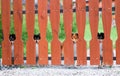 Shetland sheepdogs shelties looks over the wooden fence