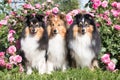 shetland sheepdogs sitting outdoors on sunny summer day in blooming garden full of pink roses