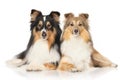 Shetland sheepdogs on white background Royalty Free Stock Photo
