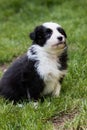 Shetland shepard puppy