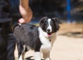 Shetland Shepherd black and white watching his trainer