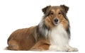 Shetland Shepherd dog, 5 years old, lying Royalty Free Stock Photo