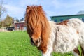 Shetlandpony on a green meadow Royalty Free Stock Photo