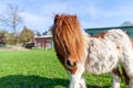 Shetlandpony on a green meadow Royalty Free Stock Photo